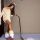 Primesti cu colindul? Ne (in)canta cea mai sexy Craciunita din Romania: Antonia