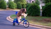 Nu alearga dupa biciclete! El e cainele care pedaleaza pe ele! VIDEO