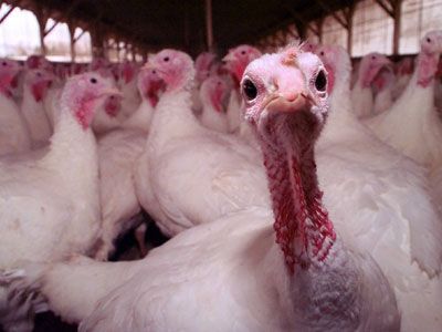 Asculta  Bomba la alimentara , piesa difuzata azi dimineata la AlarmaProFM! AUDIO
