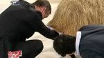 Gigi Becali mulge oaia