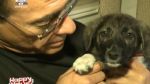 Jean Claude Van Damme - durul Hollywood-ului adopta catelusi din Romania