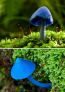Ciuperca albastra