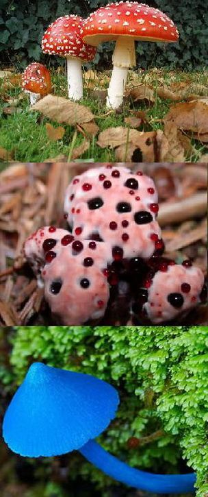 
 Top 10 cele mai ciudate ciuperci din lume! FOTO
