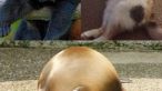 
	Animalele dolofane sunt dragute, amuzante sau doar triste? 100 de IMAGINI!
