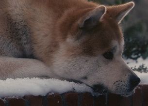 Akita Inu - Hachiko Akita Inu - Hachiko