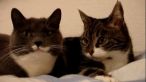 
	Top 5 cele mai haioase animale care vorbesc SUPER VIDEO
