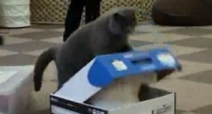 ASTA este cea mai tare pisica: cade singura in plasa si este tinuta captiva de o alta pisica! VIDEO
