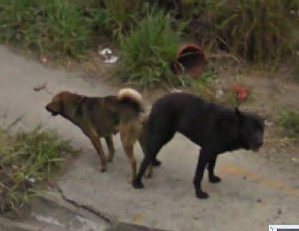 http://assets.sport.ro/assets/protv/2011/09/16/image_galleries/18795/ai-grija-ce-faci-google-maps-e-pe-urmele-tale-uite-cele-mai-penibile-imagini_41.jpg
