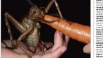 Uite cum arata cea mai mare insecta din lume. E de trei ori cat un soarece si mananca morcovi: