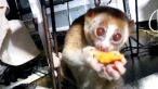 VIDEO. Culmea dragalaseniei! Doi lemurieni mananca o mandarina: