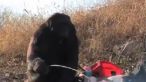 Pe urmele oamenilor. Cimpanzeul care a uimit o lume intreaga: A INVATAT SA GATEASCA: VIDEO