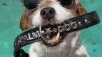 Uggie, cel mai tare catel-actor, a primit "Zgarda de Aur"