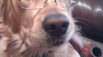 
	GALERIE FOTO cu animalute mai fotogenice decat stapanii lor :)
