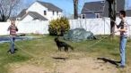 
	Un caine face senzatie pe YouTube. Cat de bine stie sa sara coarda: VIDEO
