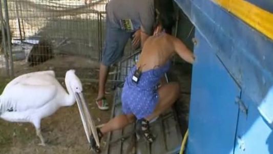 Cineva de la circ a facut o MARE PASIUNE pentru Cheeky Gabriela.