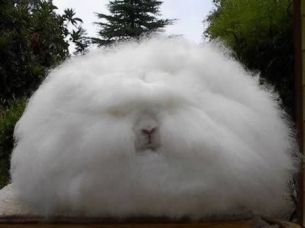 Can you believe it's a real rabbit?  10 bizarre animal species that actually exist: PHOTO
