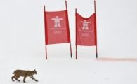 Super FOTO! Imaginea zilei la Vancouver! Organizatorii s-au trezit cu un LYNX&nbsp;pe partie :)