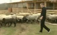 "Bancher, patron de presa, patron de fotbal si oier" Vezi primul episod din serialul 'Gigi Becali si oile sale'