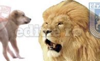 Poza zilei: Leii Craiovei vs catelusii de la Dinamo!&nbsp;Cum vrea Mititelu sa arate echipa diseara!