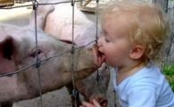 Se ingroasa gluma! Ministerul Sanatatii vrea sa interzica meciurile de frica gripei porcine!