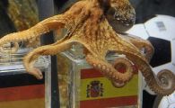 
	Caracatita Paul a avut dreptate in toate predictiile facute la Mondial! Ce va prezice vineri?
