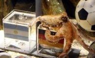 
	Un patron de restaurante din Spania scoate caracatita din meniu, din respect!
