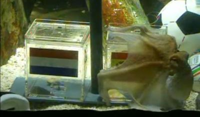 Caracatita Paul a ales: Spania e campioana mondiala! Germania  castiga finala mica! VIDEO