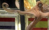 
	Caracatita Paul a reusit toate predictiile! Spaniolii: "O sa mancam multa caracatita in cinstea ei!"
