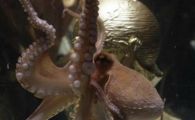 
	Caracatita Paul a primit trofeul Cupei Mondiale!

