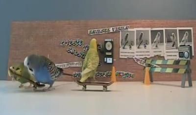 
	VIDEO: Ce pagagali! Ce faci cand nu stii sa te dai cu skateboard-ul? Iei lectii de la niste... perusi!
