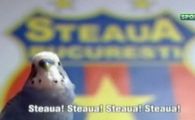 
	VIDEO / Papagalul stelist asteapta derby-urile cu Rapid! Vezi cum striga: "Steaua! Steaua! Steaua!"
