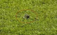 
	VIDEO: N-ai sa ghicesti asta! Pe ce stadion din Anglia umbla sobolanii pe teren, la un meci din Liga Campionilor? :)
