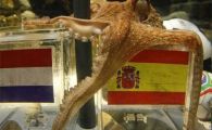 
	Spaniolii i-au gasit urmasii lui Paul! Doua caracatite vor prezice rezultatul de la Real - Barca! Ce vor alege?
