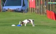 
	VIDEO! Super caterinca la antrenamentul Rapidului inainte de PSV: un caine le-a luat hainele si ghetele jucatorilor :)
