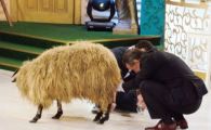 
	GENIAL: Un fan a inventat prima poezie VOODOO din fotbal! Gigi si antrenorul dorit la Steaua, blestemati: "Sa-i crape cerbii, leii tronul... sa-i moara 3 magari de sete" 
