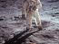 Neil Armstrong spulbera, in premiera, teoria conspiratiei. DOVADA clara ca aselenizarea a avut loc 