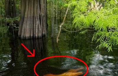 
 APARITIA care a socat un pescar: &quot;Dumnezeule, ce e asta?&quot; MINUNEA creata de apele misterioase din Amazon! FOTO
