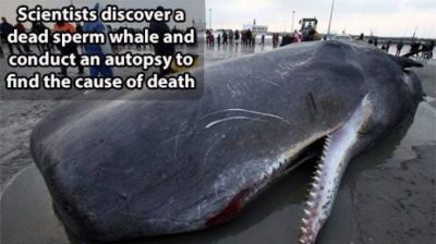 
 Era condamnata la MOARTE: N-ai sa ghicesti CE AU GASIT cercetatorii in stomacul acestei balene! FOTO
