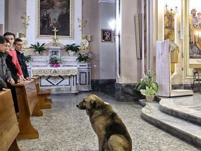 Durerea cainelui care suspina in tacere: Preotii nu au curaj sa-l dea afara din biserica! De ce nu vrea sa plece: Durerea cainelui care suspina in tacere: Preotii nu au curaj sa-l dea afara din biserica! De ce nu vrea sa plece: