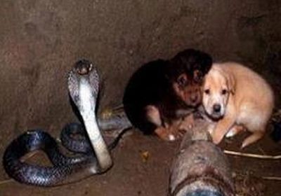 Ti se face pielea de gaina! Ce a facut o COBRA REGALA cand s-a trezit cu doi catelusi langa ea in fantana? REACTIA FABULOASA a sarpelui: Ti se face pielea de gaina! Ce a facut o COBRA REGALA cand s-a trezit cu doi catelusi langa ea in fantana? REACTIA FABULOASA a sarpelui: