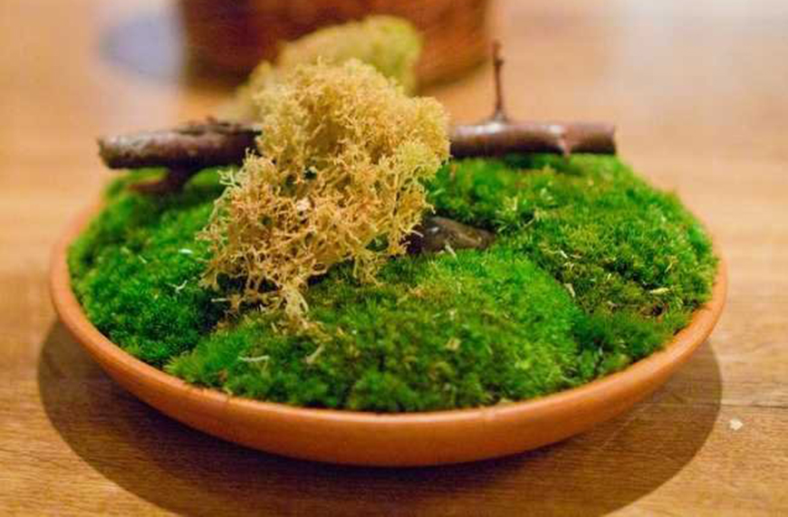 
	Licheni, creveti pe gheata si morcovi deshidratati. Cum este sa mananci la Noma, cel mai bun restaurant din lume
