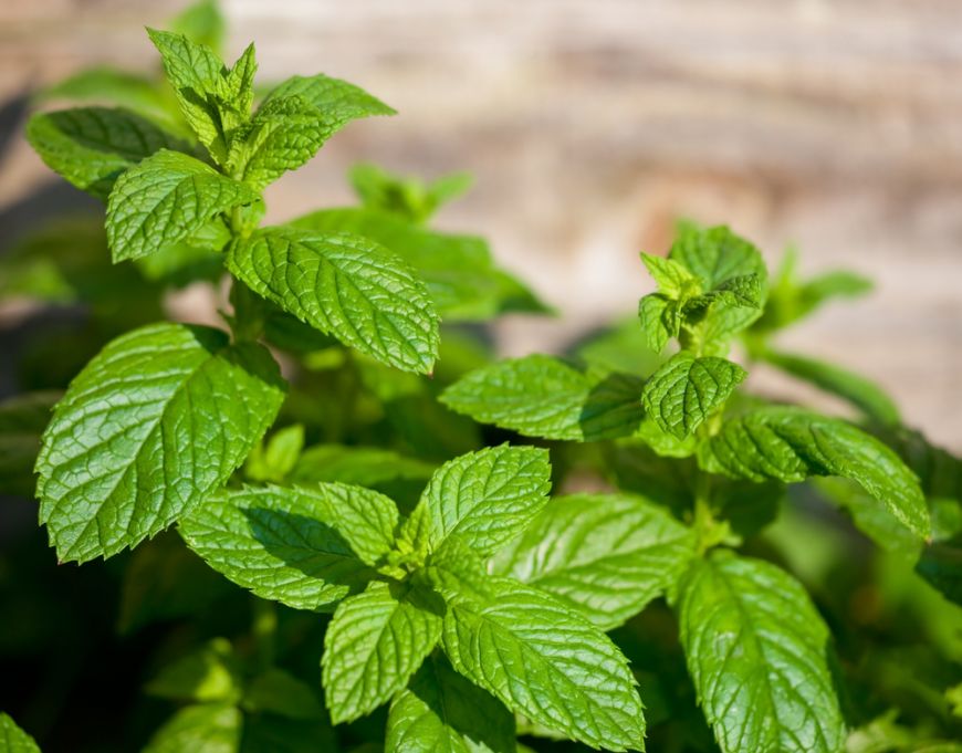
	Revigoreaza retetele cu plante aromate. 7 idei mentolate de incercat
