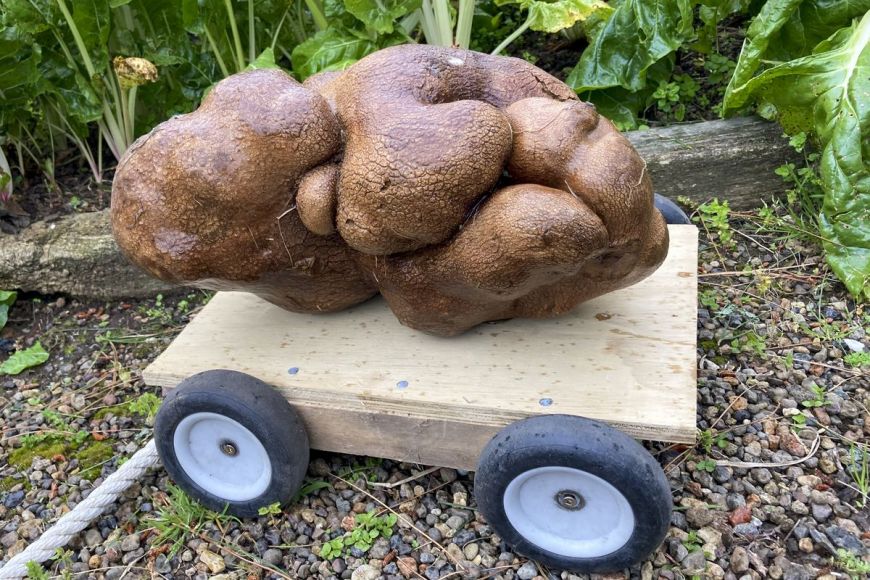 
	Câte kilograme are cel mai mare cartof din lume. ”Nu ne-a venit să credem. Este gigantic”
