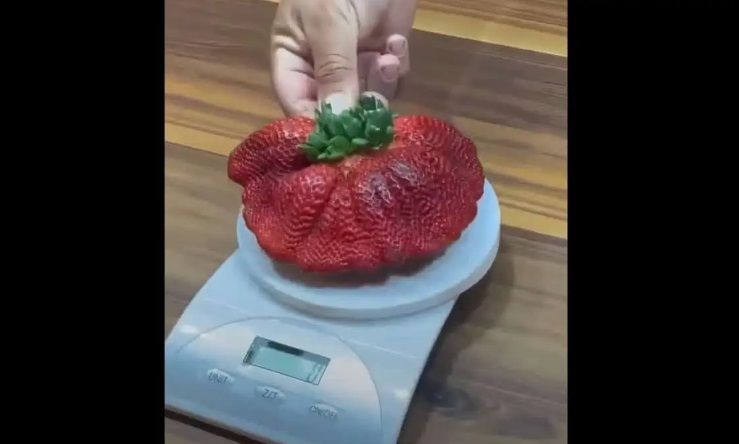 
	Căpșună-gigant de Cartea Recordurilor: are dimensiunile unui iPhone. Este de 24 de ori mai mare decât media - VIDEO
