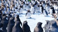 Happy Feet 2 Trailer
