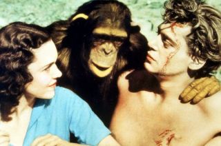 A murit Cheetah. Povestea celui mai iubit cimpanzeu de la Hollywood. Cum a intrat in Cartea Recordurilor