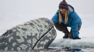 Big Miracle Trailer