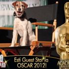 Salvat de la moarte, a cunoscut faima mondiala. Uggie, cainele care a fost furat de un Oscar. Niciunui alt animal din entertainment nu i s-a mai acordat atata atentie mediatica in ultimii 10 ani