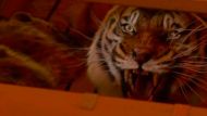 Life of Pi Trailer 2
