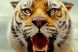 Life of Pi, cel mai bun film 3D al anului: Ang Lee dezvaluie secretele tigrului Richard Parker, personajul de care s-a indragostit toata lumea in filmul cu 11 nominalizari la Oscar